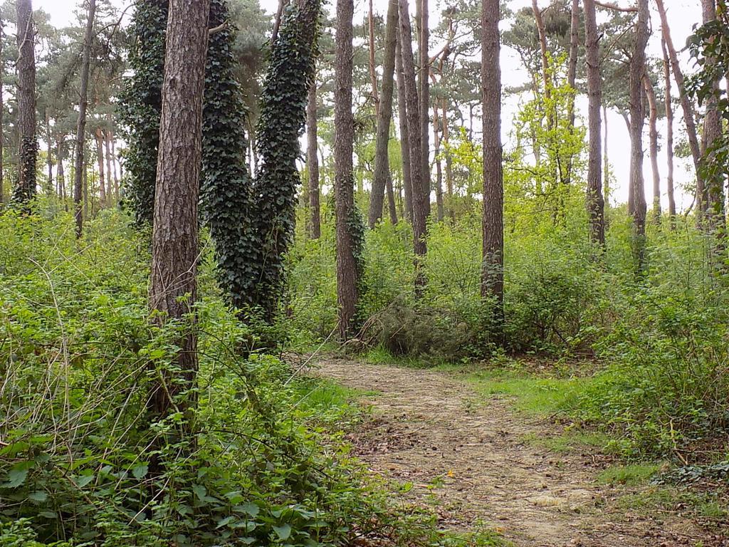 Verblijfpark De Brem Lille Esterno foto